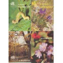 88 színes oldal növényekről (4 db)